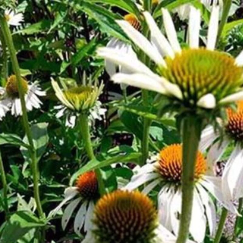 Echinacée blanche dans le jardin