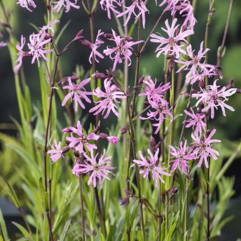 Lychnis flos-cuculi