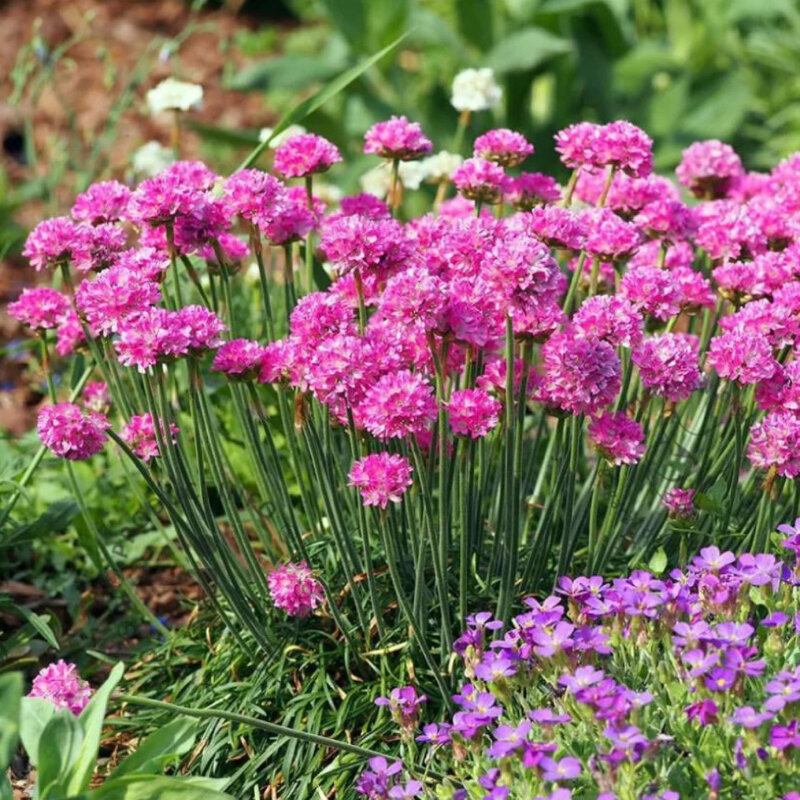 Gazon d'Olympe rose dans le jardin