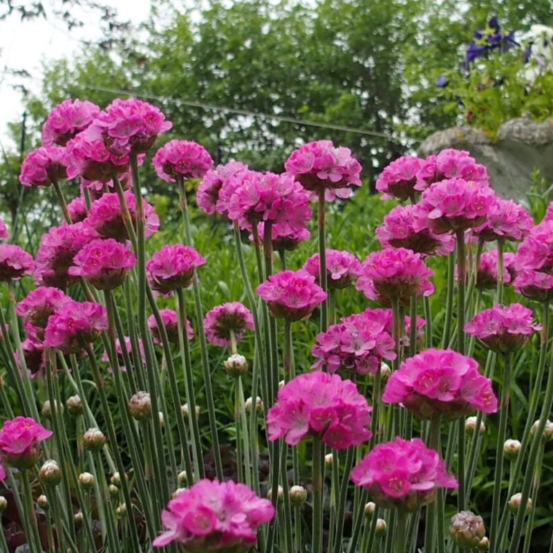 Gazon d'Olympe rose fleurs 