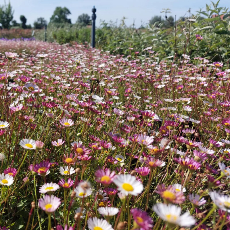 Marguerite naine dans le jardin