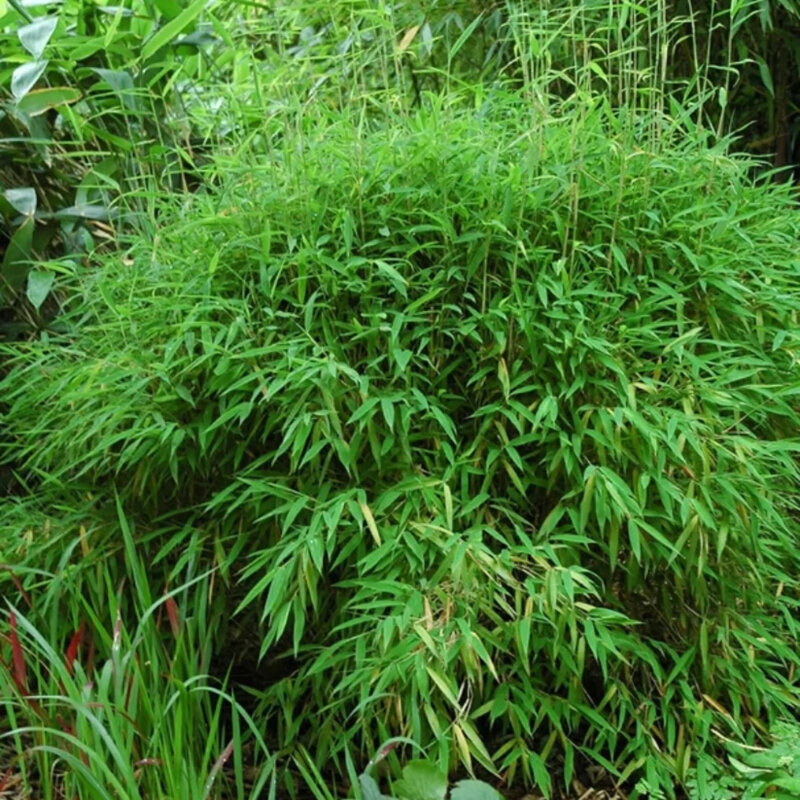 Bambou non-invasif « Rufa »