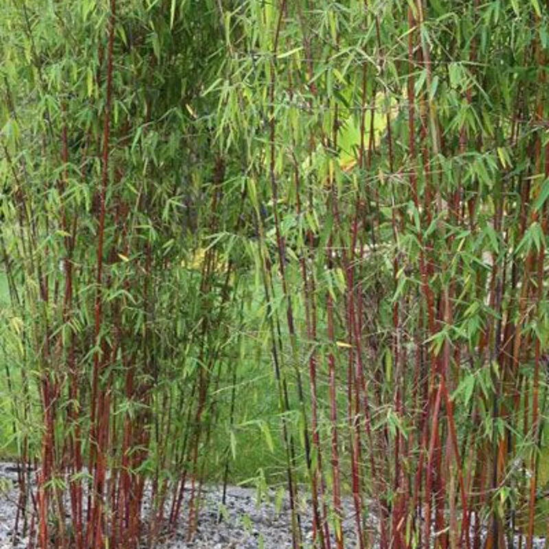 Bambou non-invasif « Jiu » solitaire