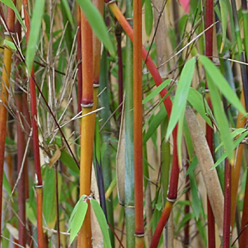 Bambou non-invasif « Jiu » tiges