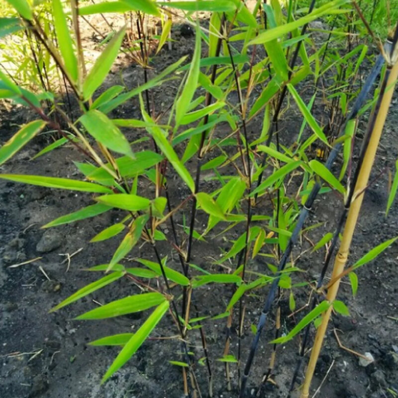 Bambou noir non invasif « Black Pearl » non invasive
