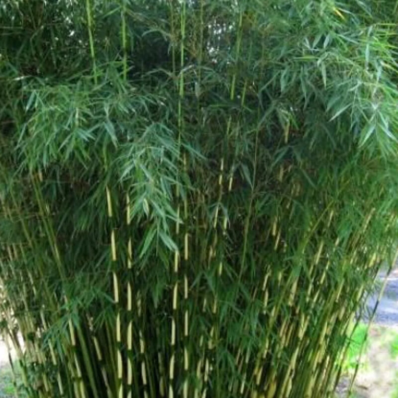 Bambou non-invasif « Pingwu » dans le jardin
