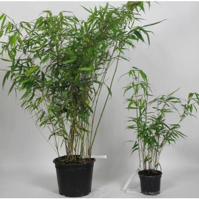 Bambou non-invasif « Pingwu » en pot