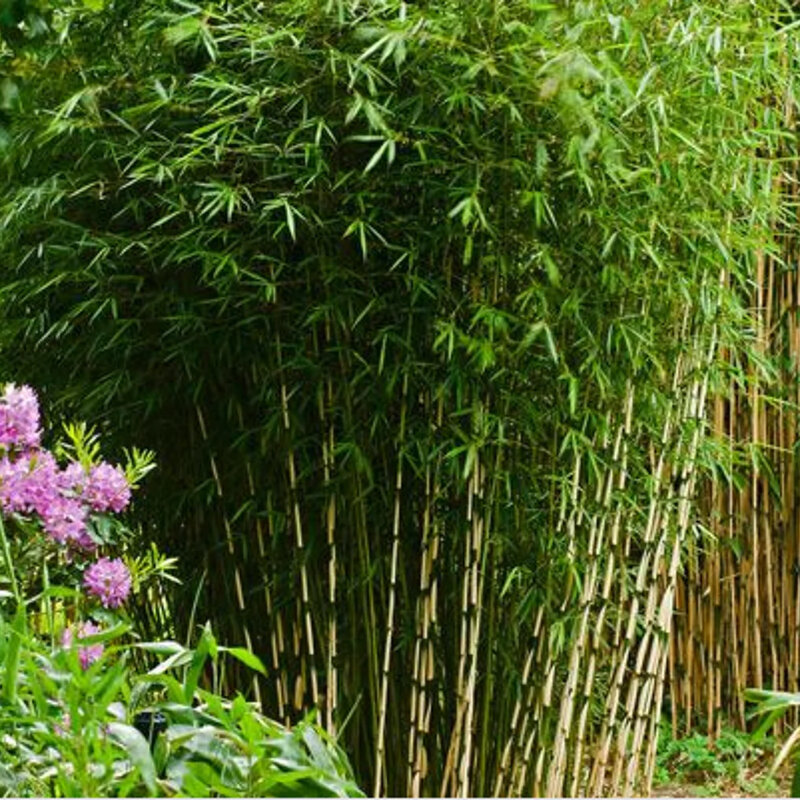 Bambou non-invasif « Pingwu »