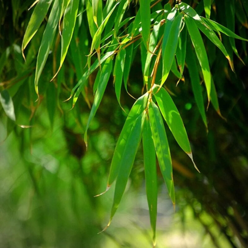 Bambou non-invasif « Rufa » les feuilles