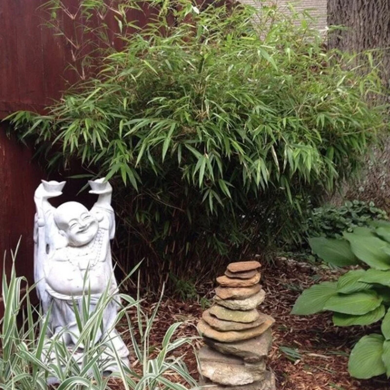 Bambou non-invasif « Rufa » dans le jardin