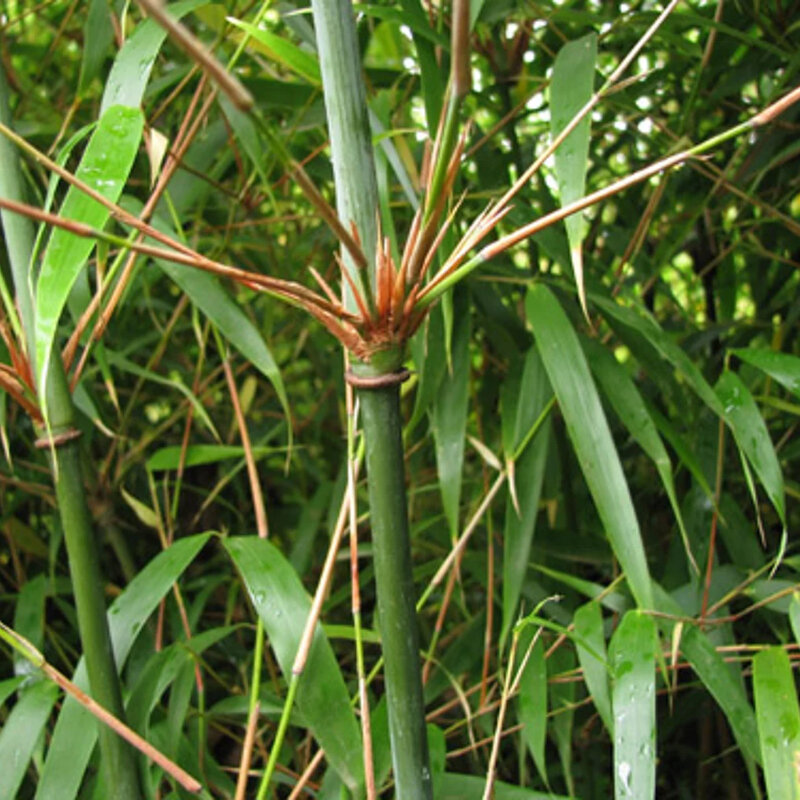 Bambou non-invasif « Rufa » les tiges