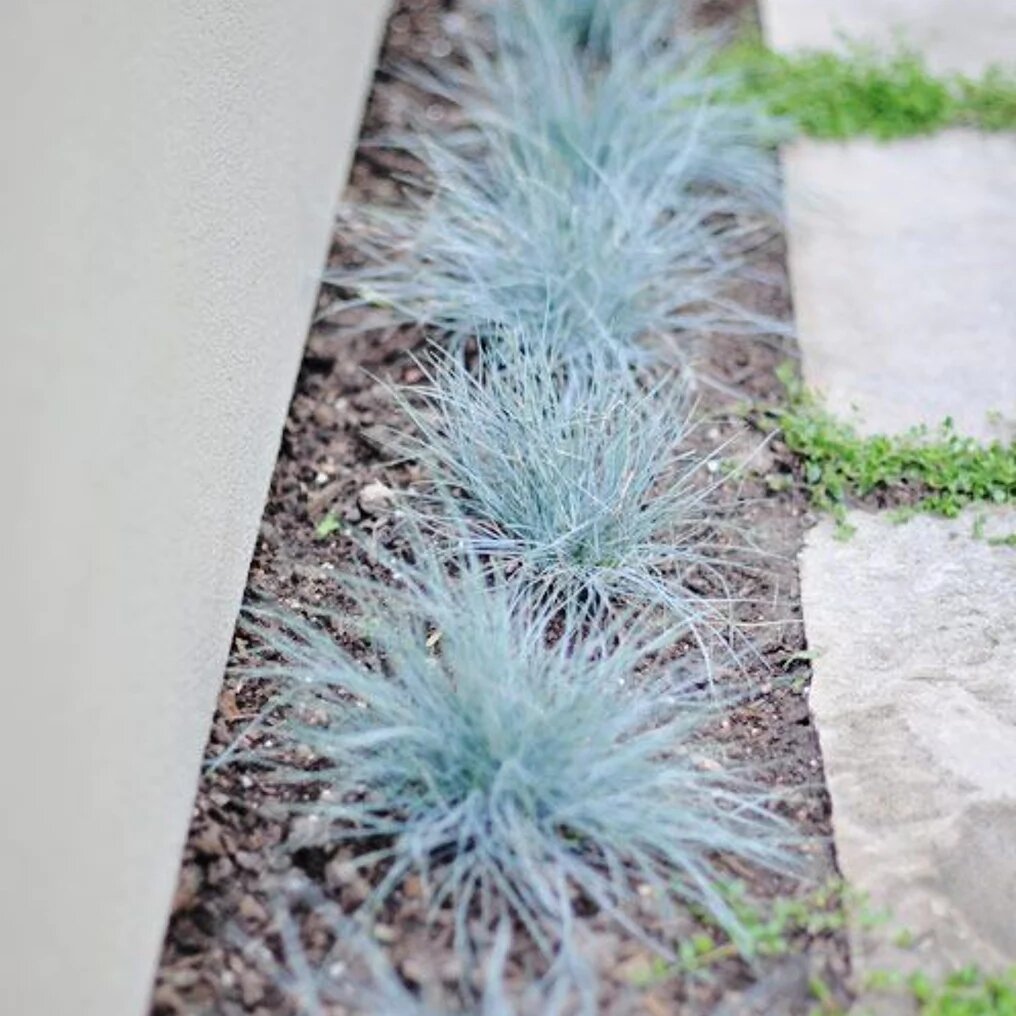 festuca glauca elijah blue in border dans la frontière