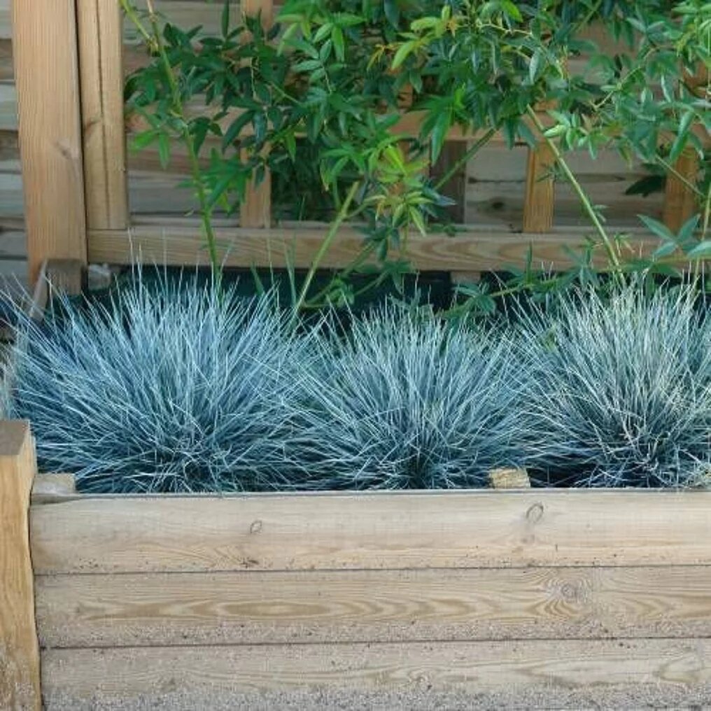 festuca glauca elijah blue in jardinière