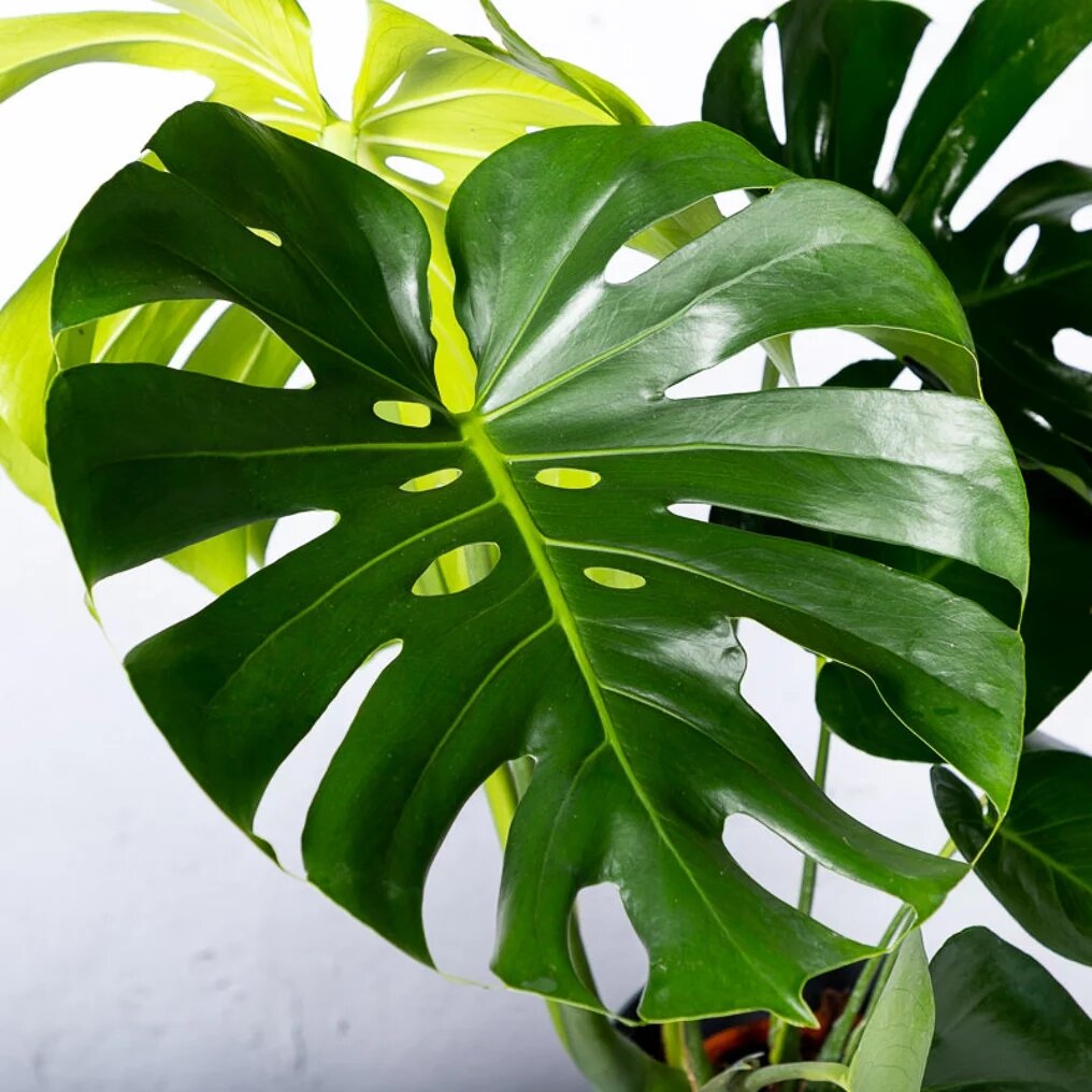 philodendron monstera feuille