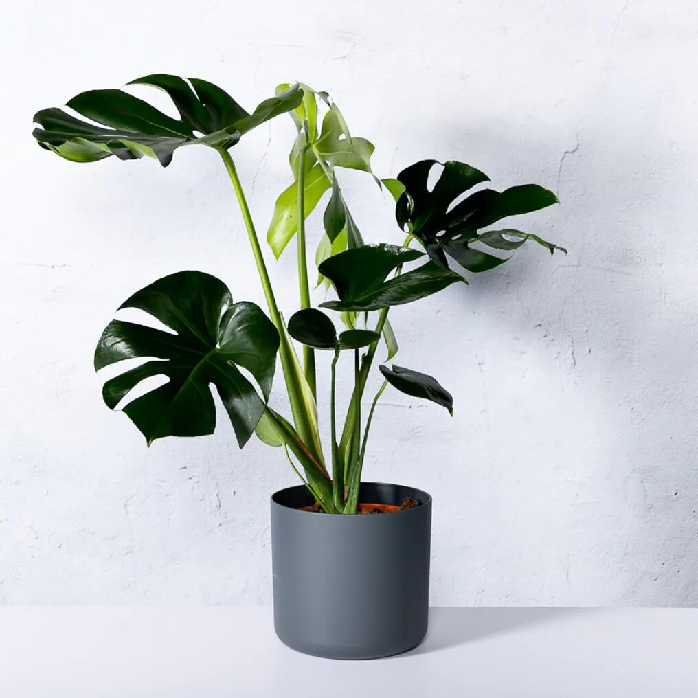 Philodendron monstera