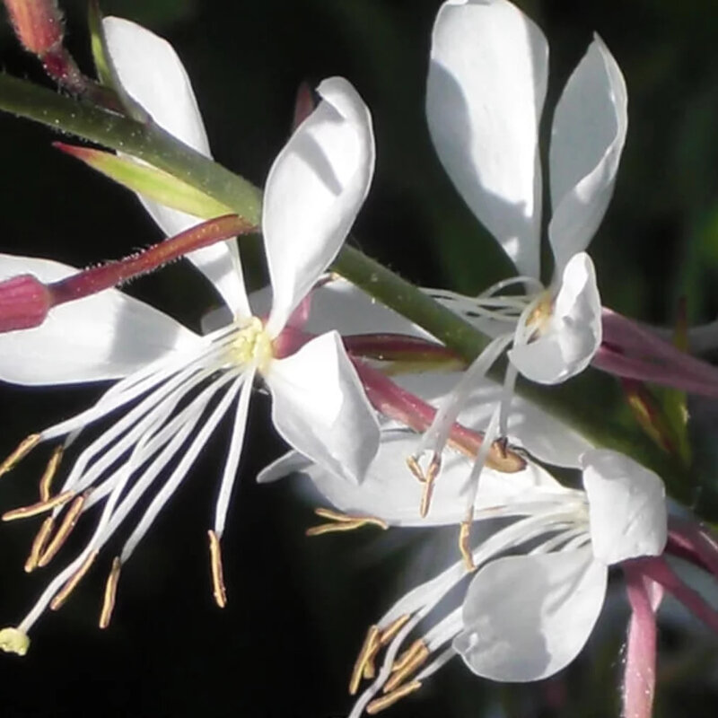 Gaura fleur detail