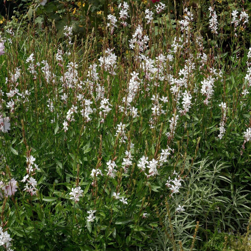 Gaura dans le jardin