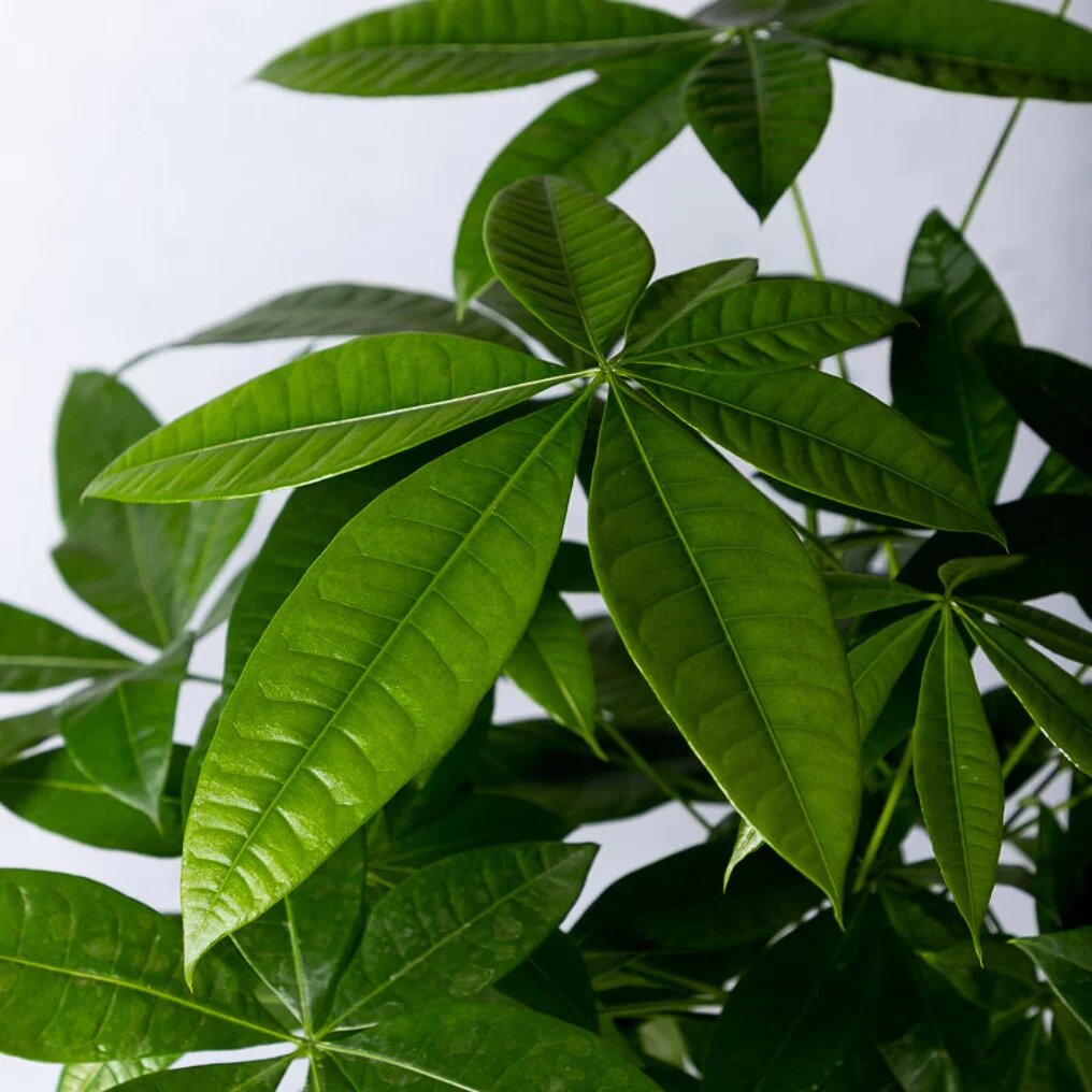 Arbre d’argent feuille