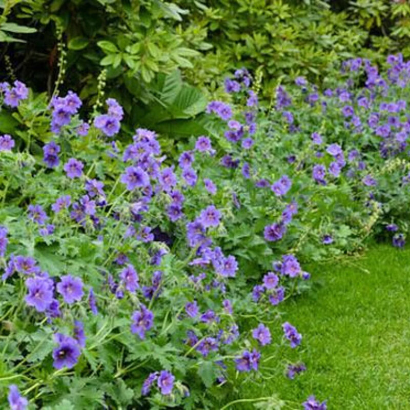 Géranium bleu dans le jardin