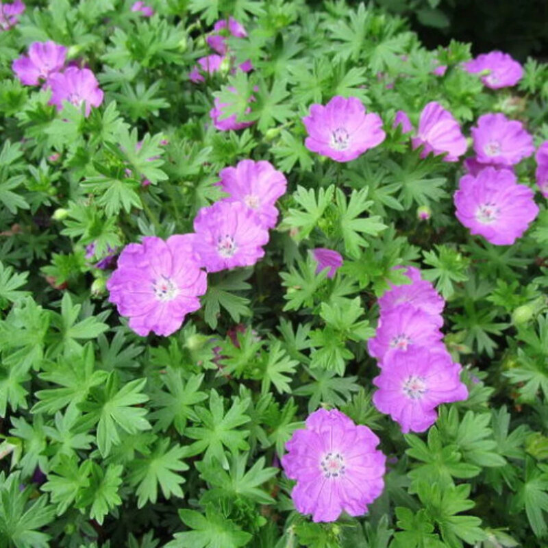 Géranium rose fleurs