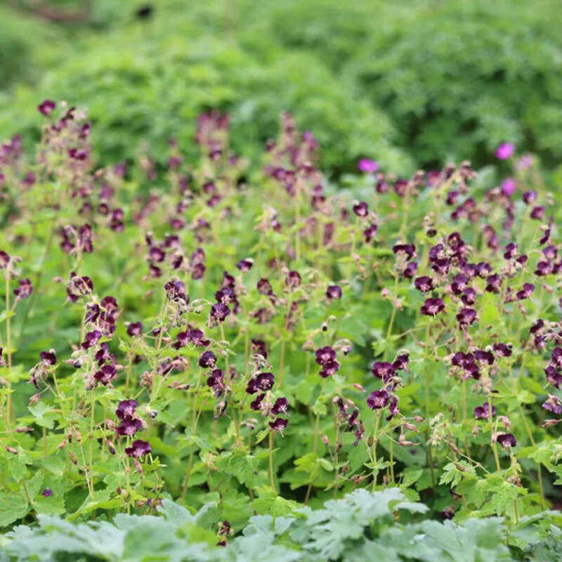 Geranium phaeum