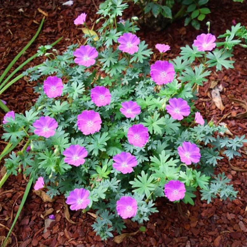 Geranium sanguineum « Max Frei » 