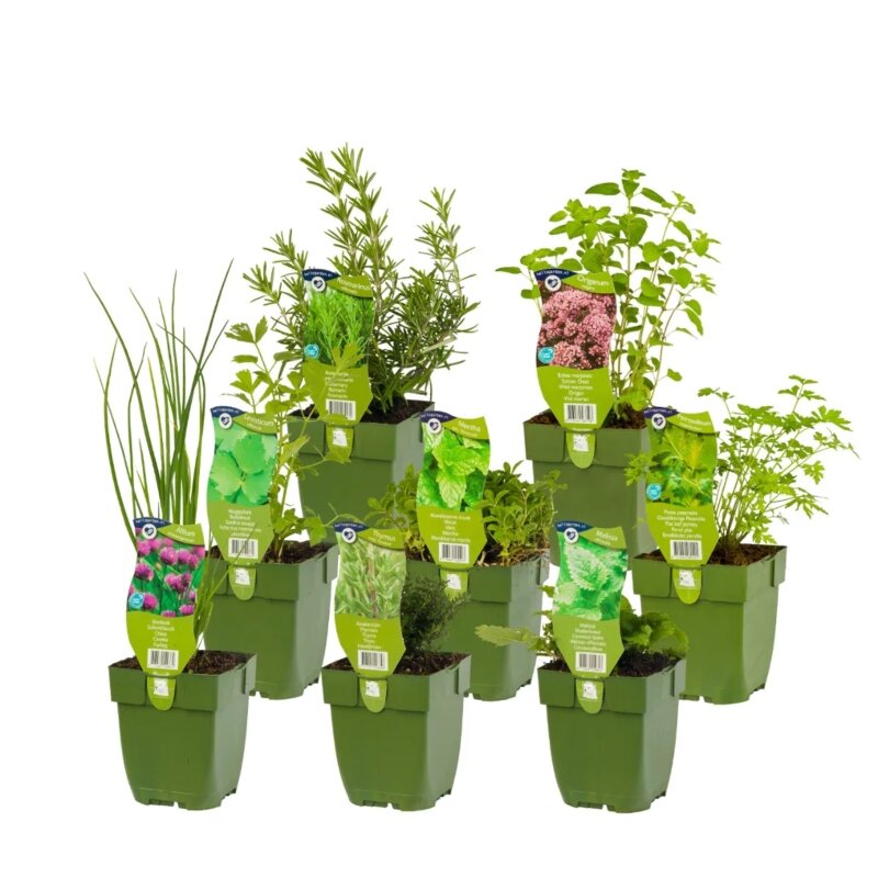 Pack pour parterre « Herb Garden »