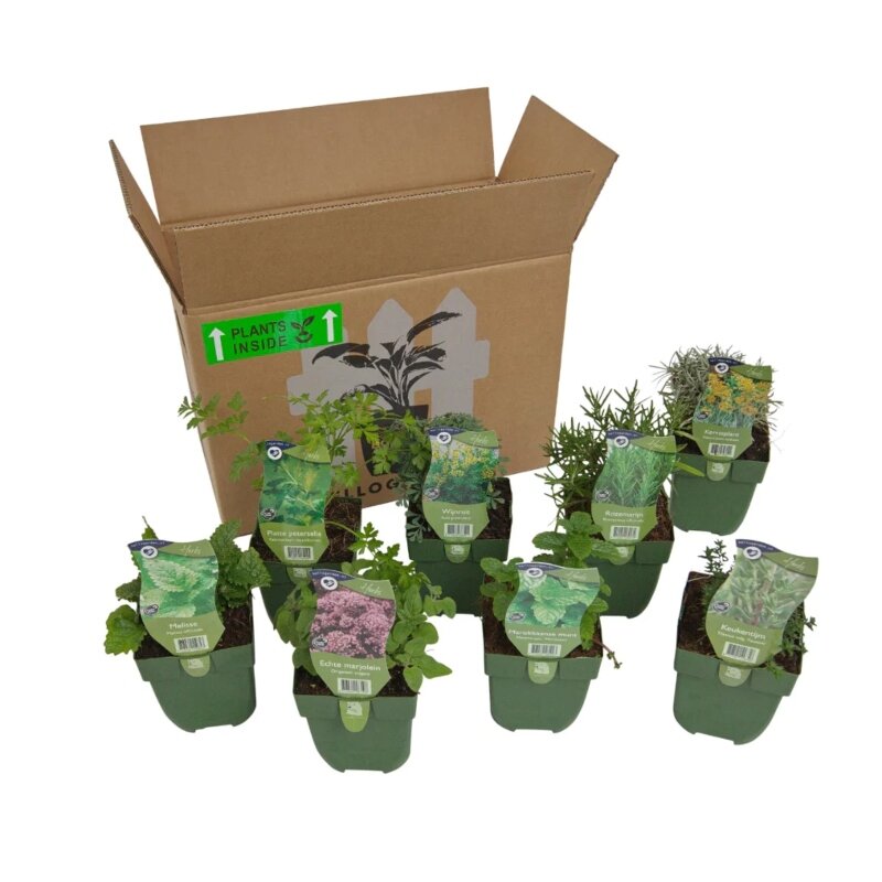 Pack pour parterre « Herb Garden » 