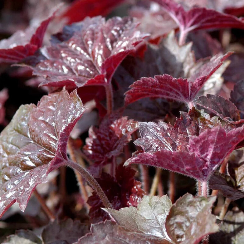 Heuchère « Palace Purple » feuilles