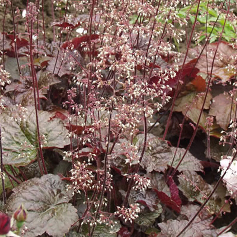 Heuchera americana « Palace Purple » fleurs