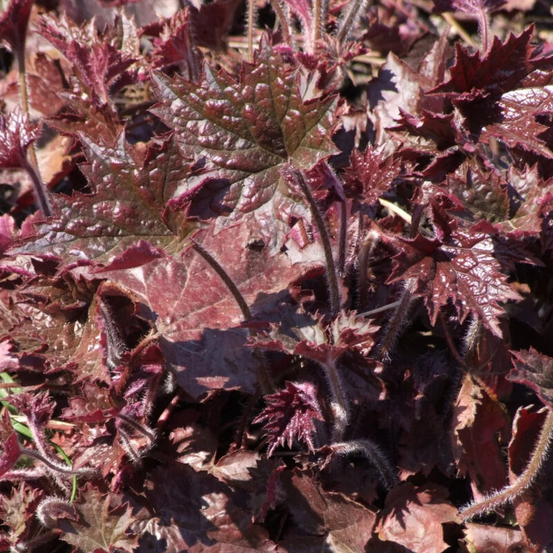 Heuchera americana « Palace Purple » 