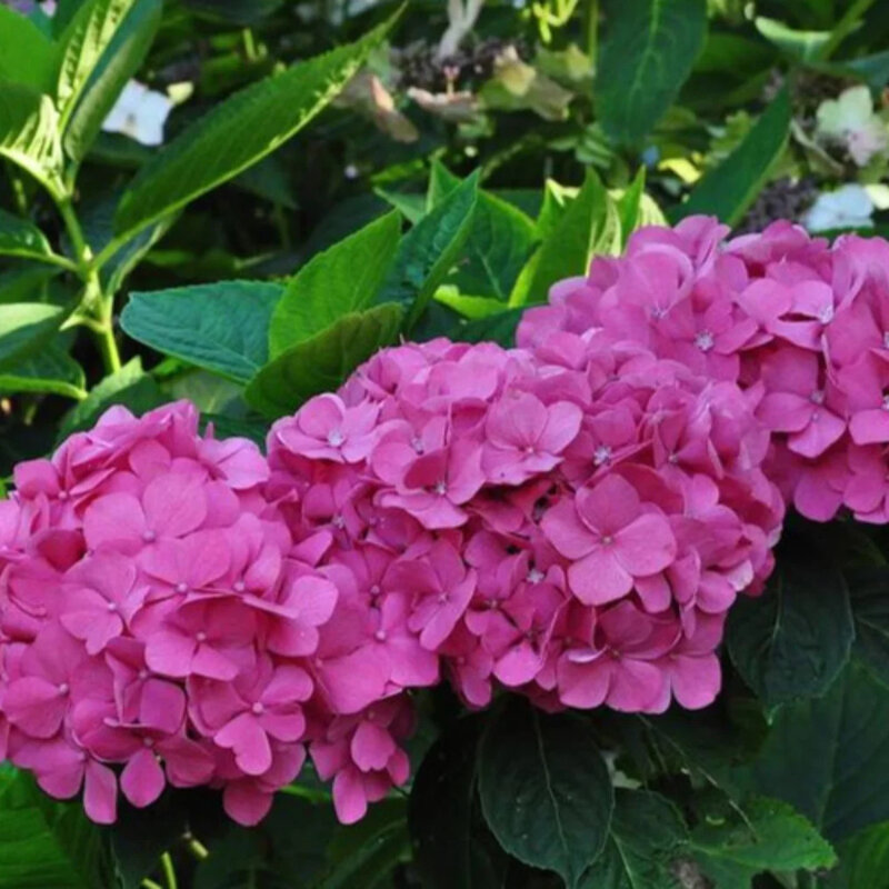 Hortensia traditionnel rose fleurs
