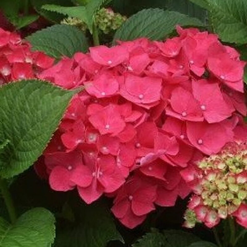 Hortensia traditionnel rouge