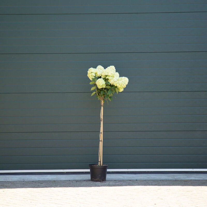 Hydrangea paniculata 'Limelight'