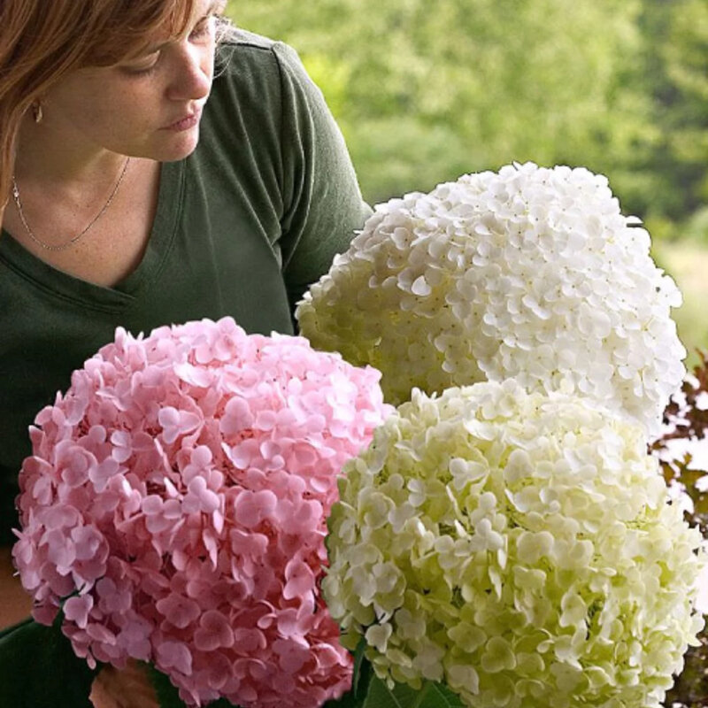 Hortensia boule de neige « Strong Annabelle » bulbes à fleurs plus grands