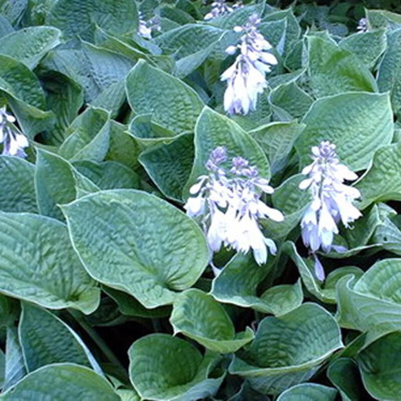 Hosta bleu-vert feuilles