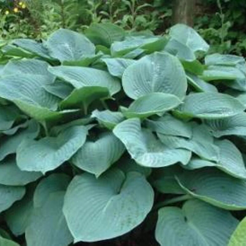 Hosta « Blue Cadet » 