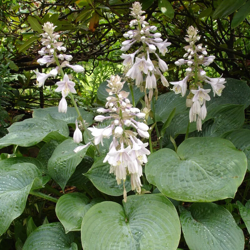 Hosta « Blue Cadet » fleurs