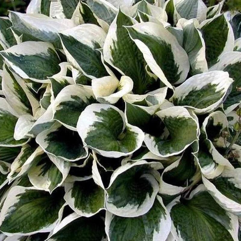 Hosta bigarré feuilles