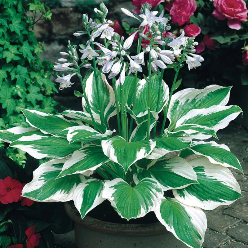 Hosta bigarré 