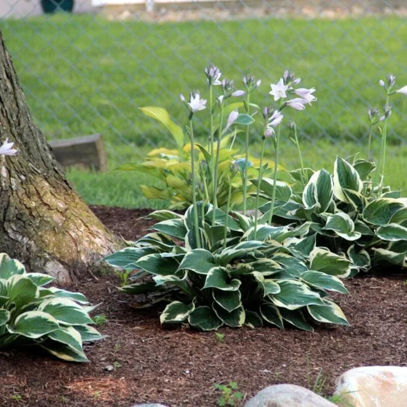 Hosta bigarré solitair