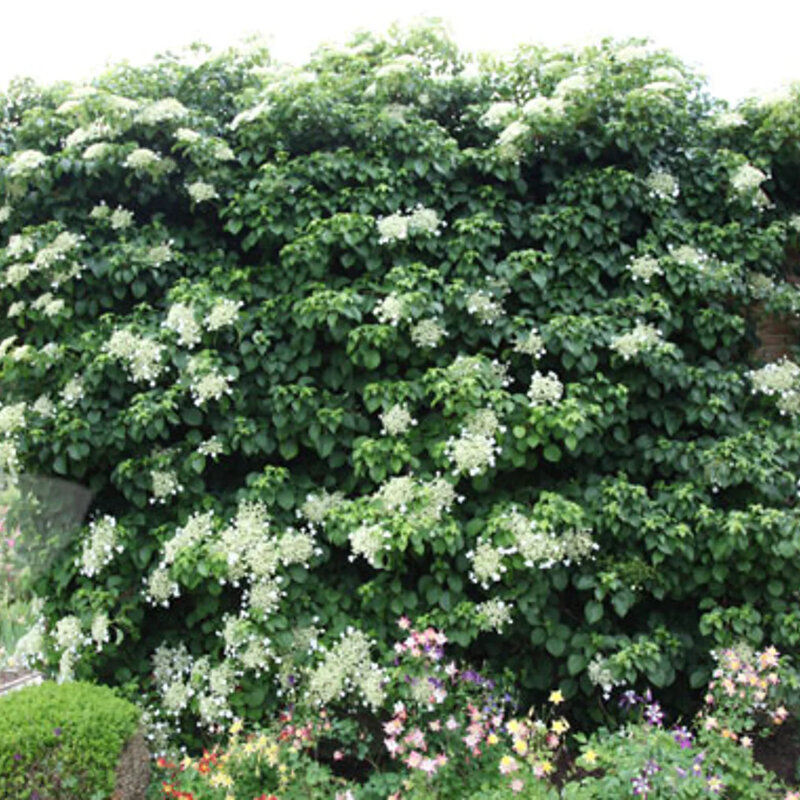 Hortensia grimpant « Petiolaris »