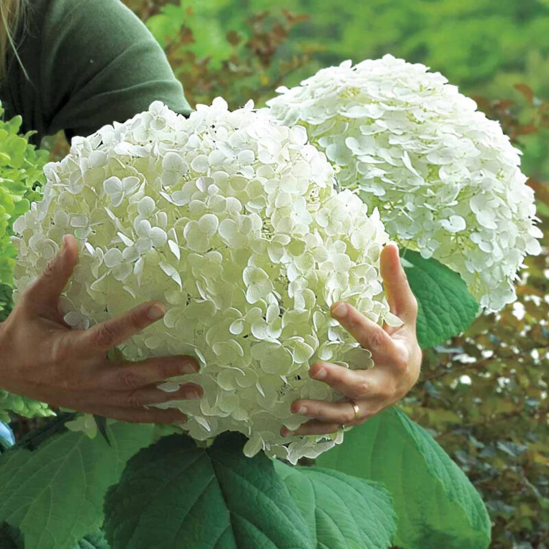 Hortensia boule de neige « Incrediball » boules de fleurs