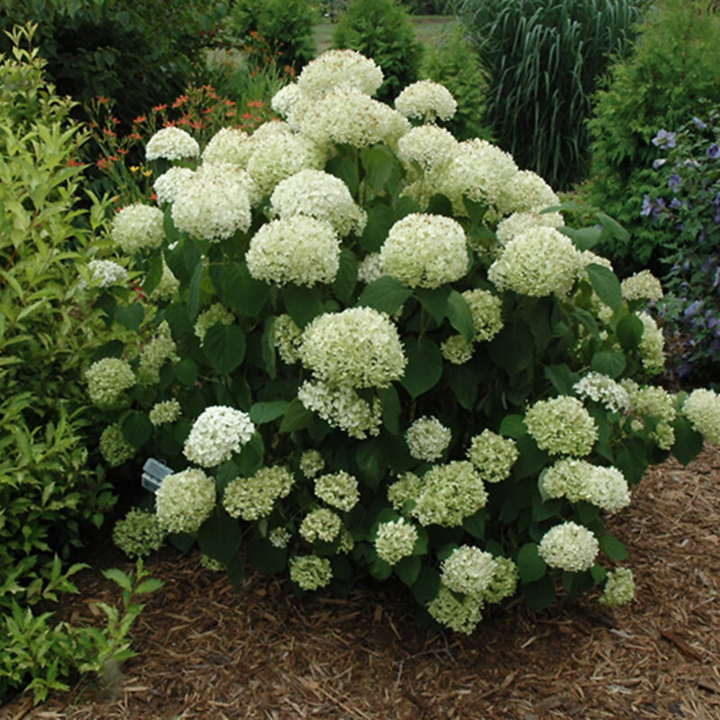 Hortensia boule de neige « Incrediball » dans le jardin