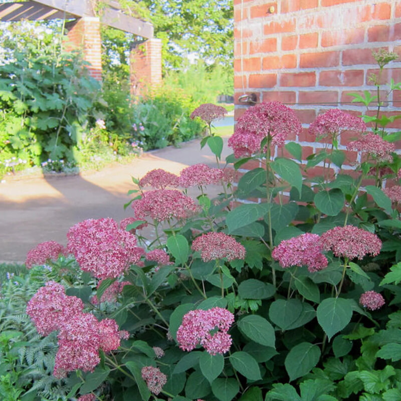 L’hortensia boule de neige « Invincibelle » dans le jardin