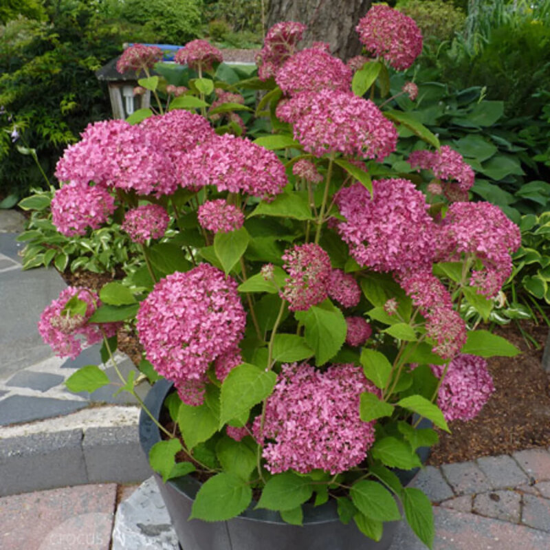 L’hortensia boule de neige « Invincibelle » en pot