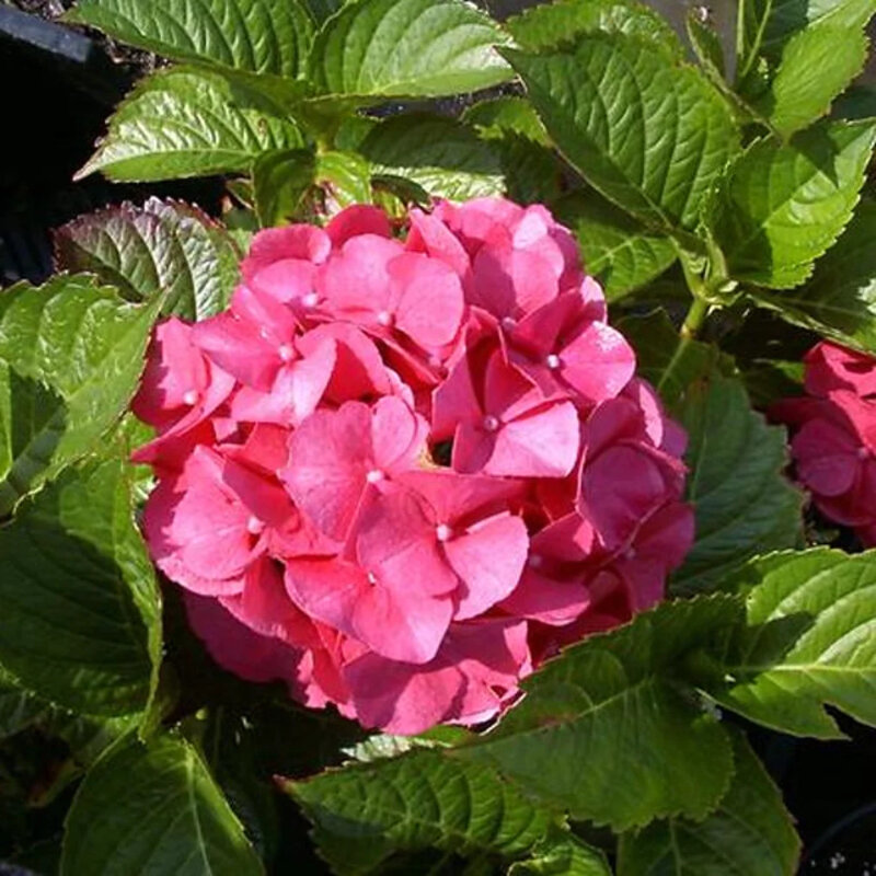 Hortensia traditionnel rouge
