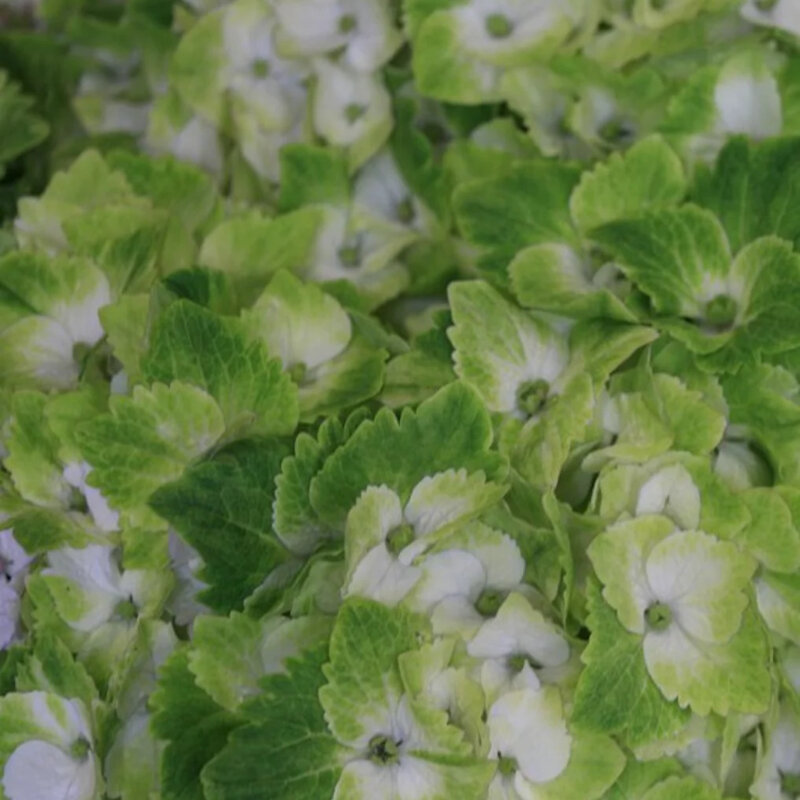 L'hortensia traditionnel « Magical Noblesse »