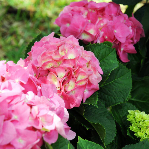 Hortensia traditionnel rose