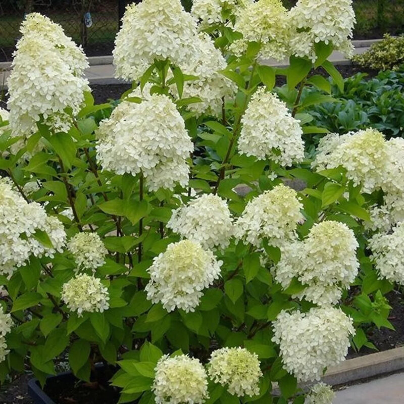 Hortensia paniculé « Limelight » une plante robuste
